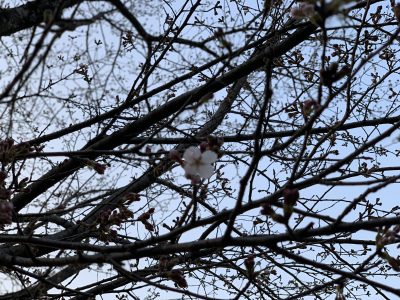 ヒヒの城　桜3