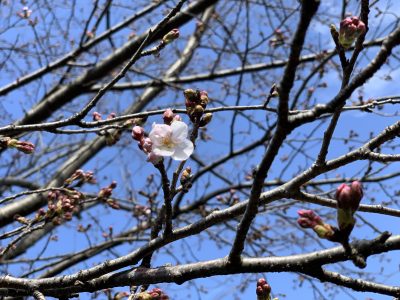 ヒヒの城　桜