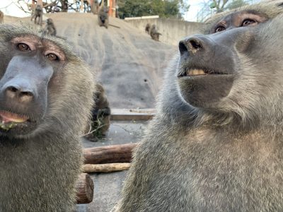 ナッシュとヤッタ