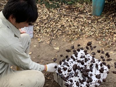 うんち作成中