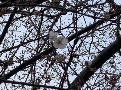 ヒヒの城　桜2