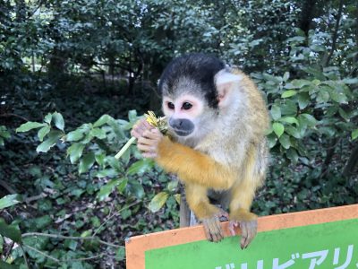 たんぽぽを食べるハッピー