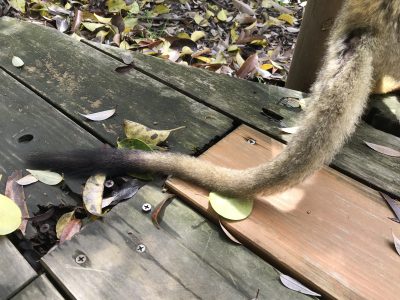 今月シシオザル推し ライオンしっぽ 飼育の部屋