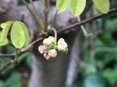 なんの蕾でしょうか？