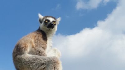 青空とワオキツネザル