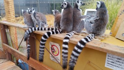 屋根下の尻尾
