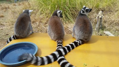 クロスするモフモフのシマシマ 飼育の部屋