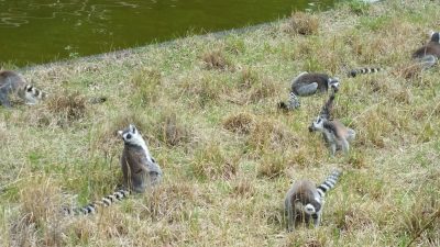 芝くうワオキツネザル