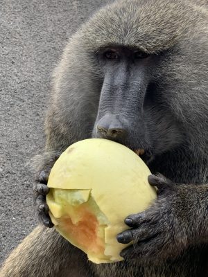 メロンを食べるナッシュ2