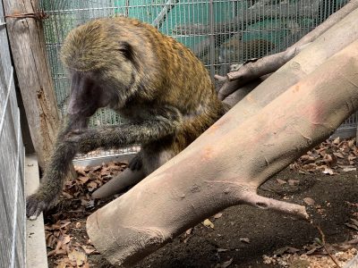 アフリカ館のナイツ