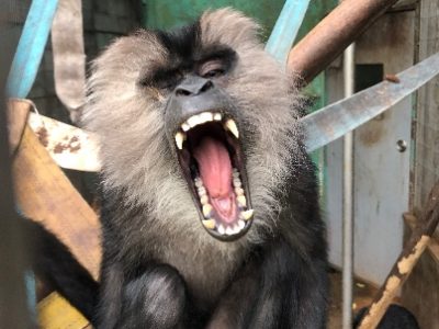 大あくびのフィーノ