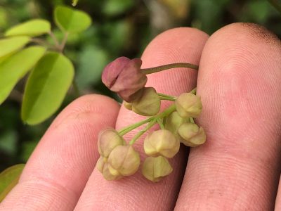 アケビの花