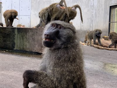 タズナ