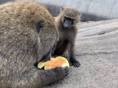 ナッシュとスルメ