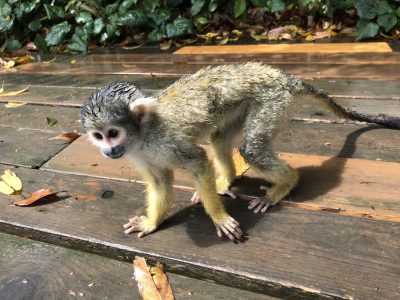 今月シシオザル推し ライオンしっぽ 飼育の部屋