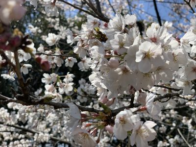 桜