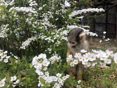 ユキヤナギとリスザル