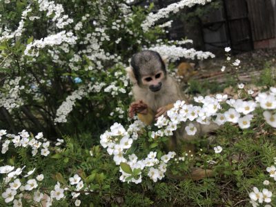 ユキヤナギとリスザル2