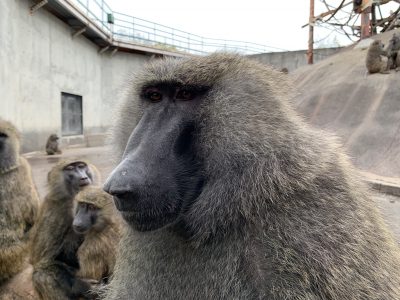 ナッシュ