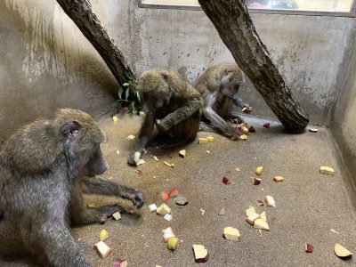 アフリカ館のヒヒたち