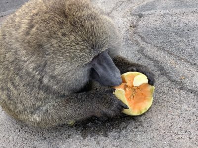 メロンを食べるナッシュ