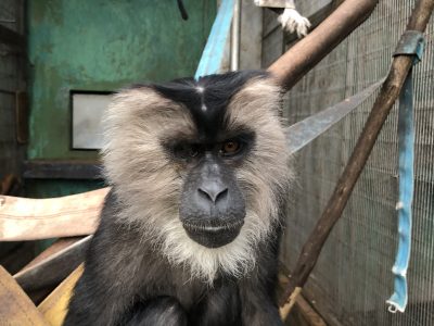 フィーノ
