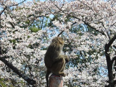 ヒヒと桜