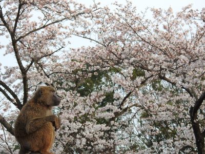 ヒヒと桜2
