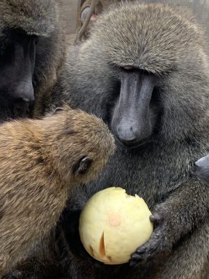 メロンを食べるナッシュ