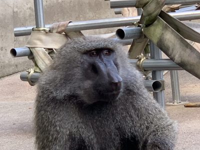 コクト