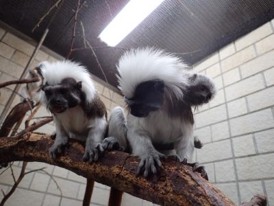 母親に寄り添うアカンボウ