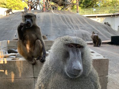 ナッシュとヤカン
