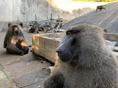 ナッシュとロミオ