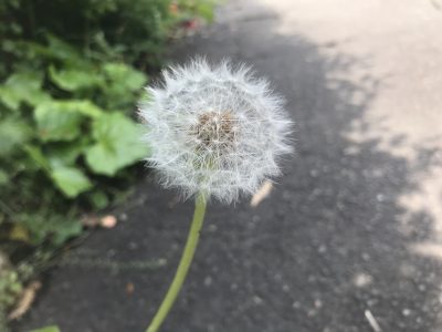 タンポポ