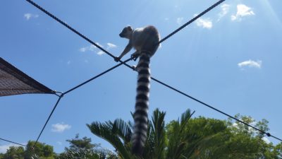 ロープ上のワオキツネザル