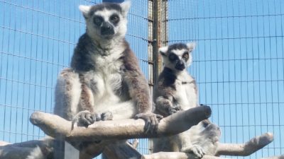 ミツオとウメキチ