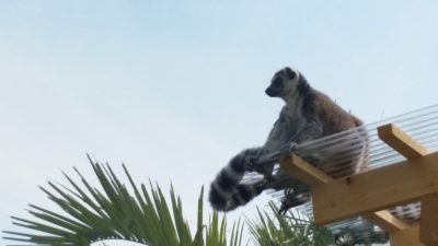 飛ばない