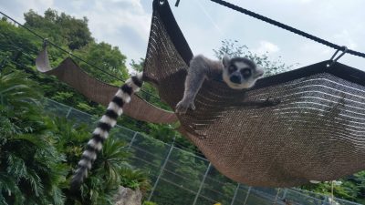 タープのハンモックに