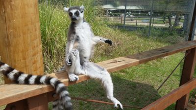 片足垂らして日光浴