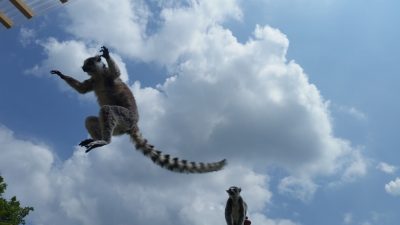いやっほーい！