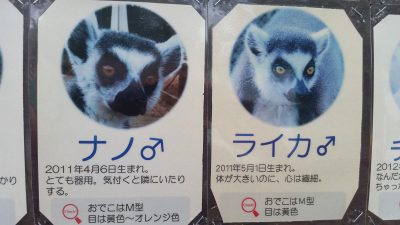 旧個体紹介