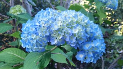 紫陽花