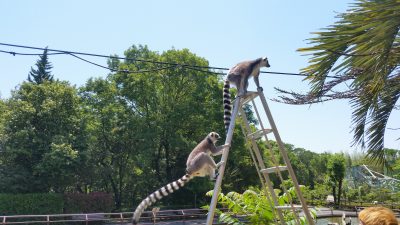 ミスト確認