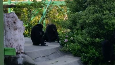 紫陽花を見てるチンパンジー
