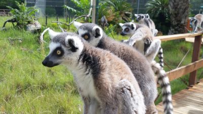 あのあのきになる しっぽのしましま 飼育の部屋