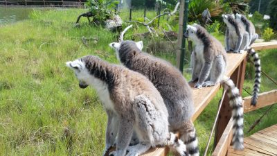 あのあのきになる しっぽのしましま 飼育の部屋