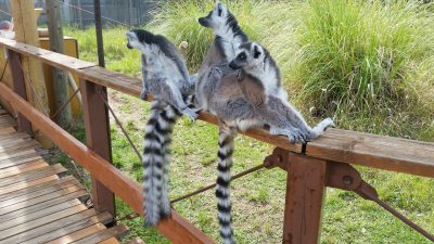 振り返るワオキツネ
