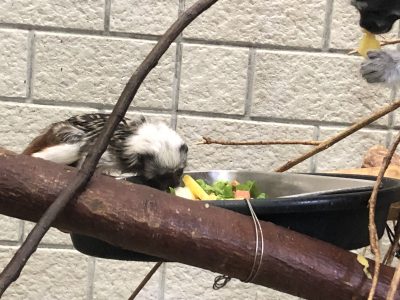 餌皿からも食べるシュクレ