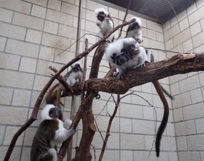 群れでアカンボウを守る