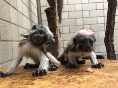これで判断していました